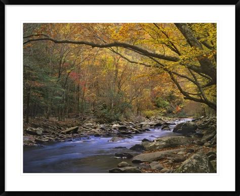 Global Gallery Little River Flowing Through Autumn Forest Great Smoky
