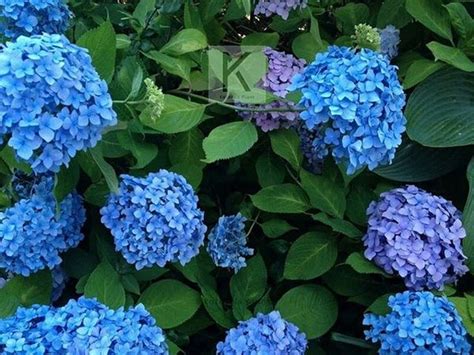 Jual Bunga Besar Hydrangeas Hidup Hortensia Panca Warna Biru Di