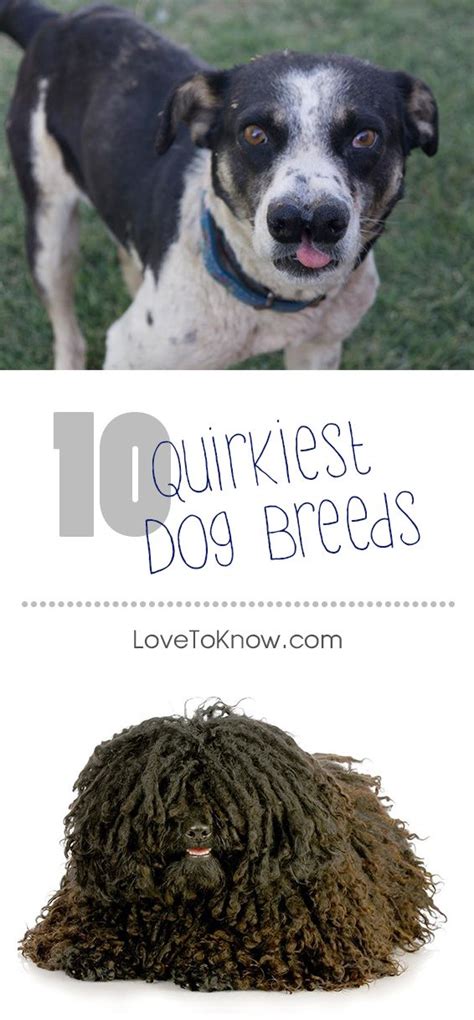 The 10 Most Quirky Dog Breeds Lovetoknow Pets Dog Breeds Dogs Breeds