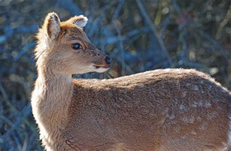 Sika Deer Cervus Nippon Chincoteague National Wildlife Flickr