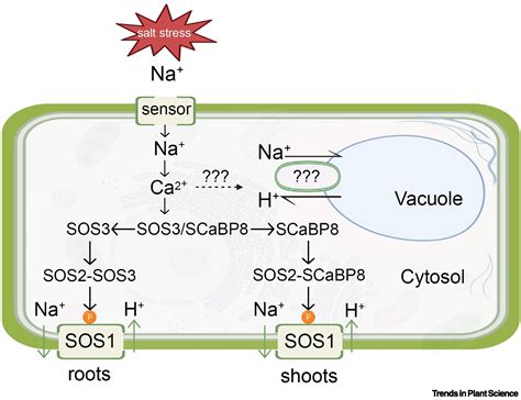 Revisiting Plant Salt Tolerance Novel Components Of The Sos Pathway