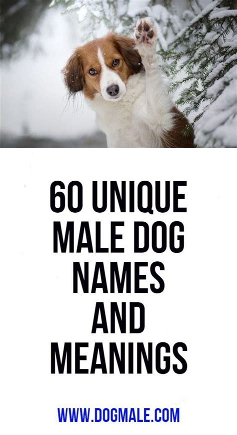 60 Unique Male Dog Names And Meanings Dog Names Male Dog Names