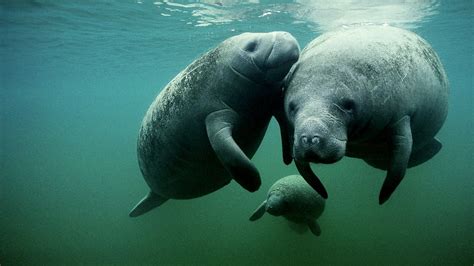 Manatee Wallpapers Top Free Manatee Backgrounds Wallpaperaccess