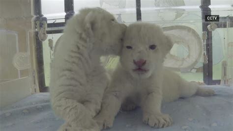 Adorable And Rare Albino Lion Twin Cubs Born In China Albino Lion Albino African Albino