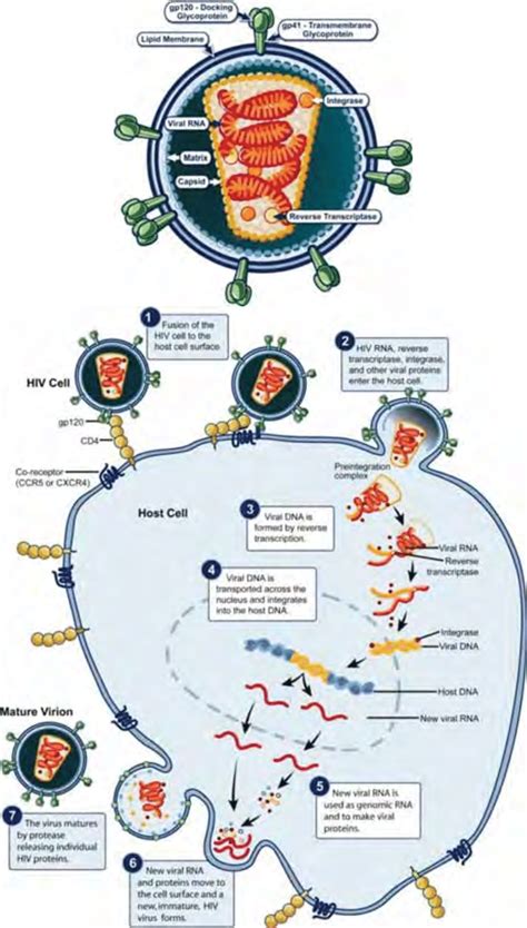 Hiv 1 Structure And Replication Cycle Download Scientific Diagram