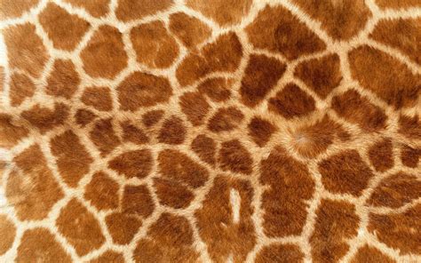 Animal Print Giraffes Fur Wallpapers Hd Desktop And Mobile Backgrounds