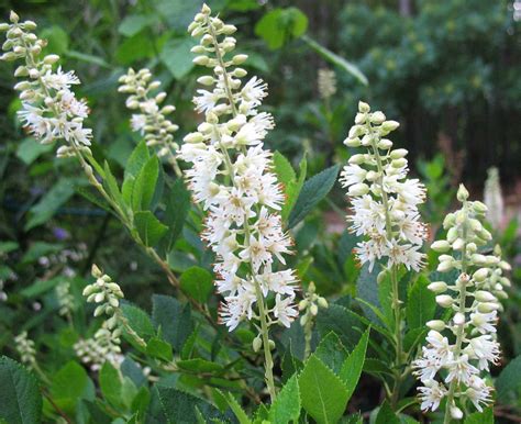 25 Bushes With White Flowers For Dazzling Garden And Home