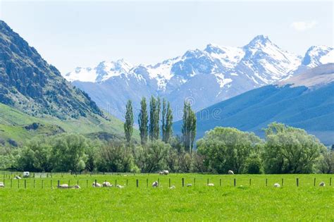 Sheep Grazing In Fields Below Snow Capped Mountains Of South Island
