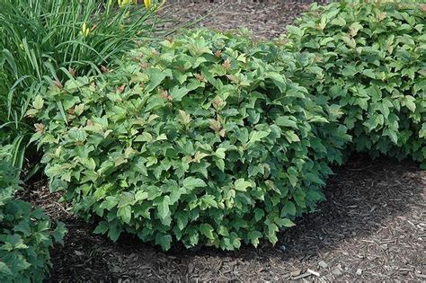 Bushes Types Uses Characteristics And How To Plant