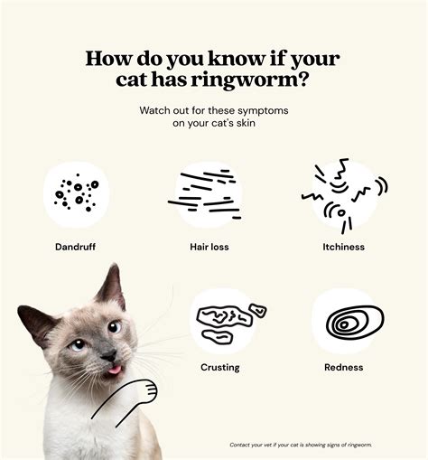 Ringworm In Cats Symptoms And Treatment