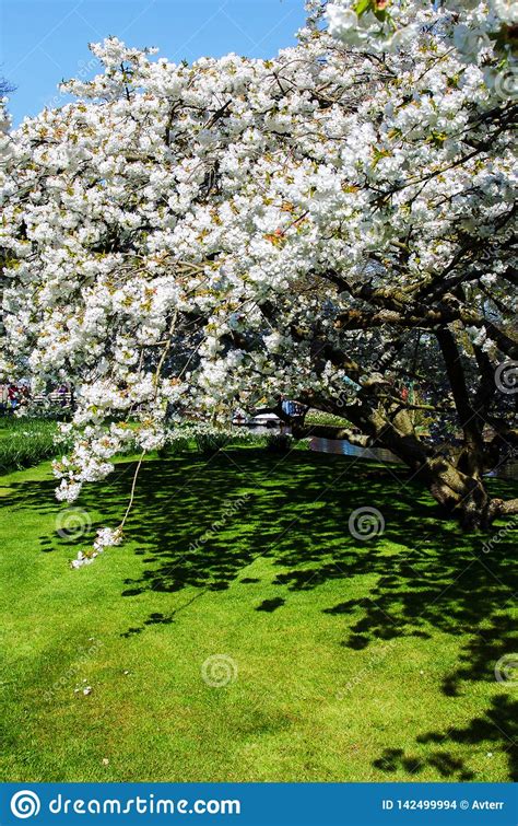 Beautiful Spring Landscape With White Flower Of Fruit