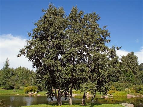 Grey Alder Alnus Incana Trees And Shrubs Naturegate
