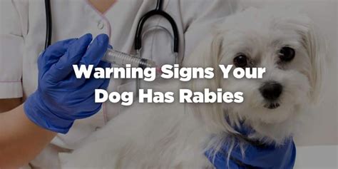 Warning Signs Your Dog Has Rabies Signs And Behaviors