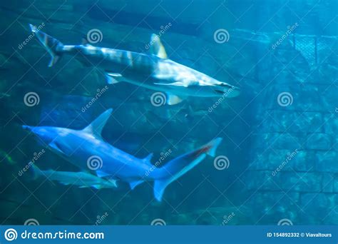 Sharks In Aquarium At Seaworld 26 Editorial Photography Image Of