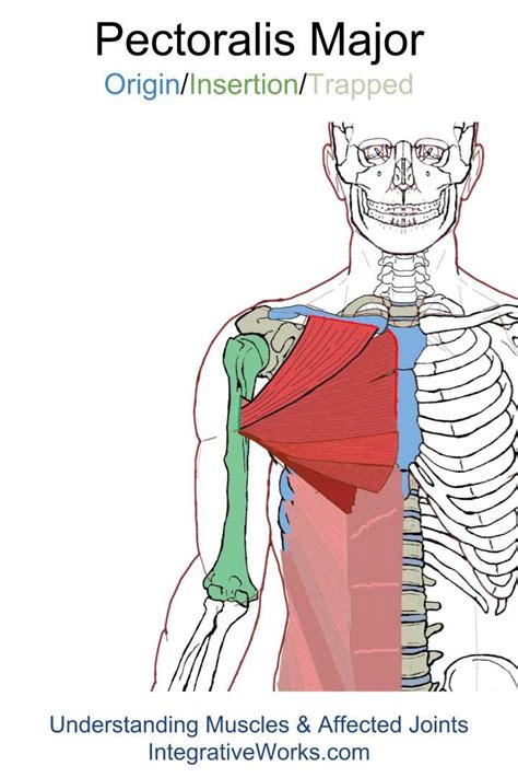The pectoralis major is a muscle that is situated in the chest region of the human body. Pin on Chest - Origin/Insertion