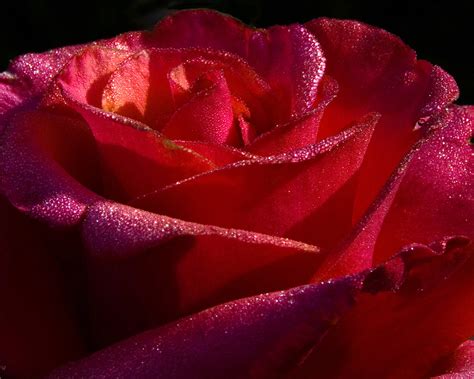 71 Wallpapers Of Red Roses Wallpapersafari