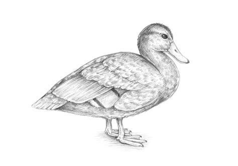 The images above represents how your finished drawing is going to look and the steps involved. Realistic Mallard Duck Drawing