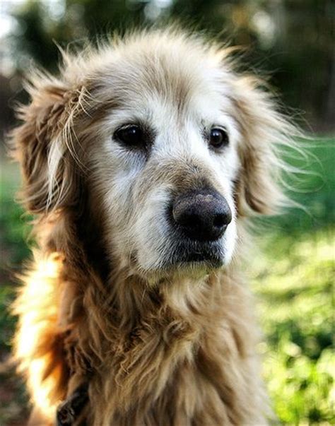 26 Best Images About Old Dogs On Pinterest Pets Old Faithful And To