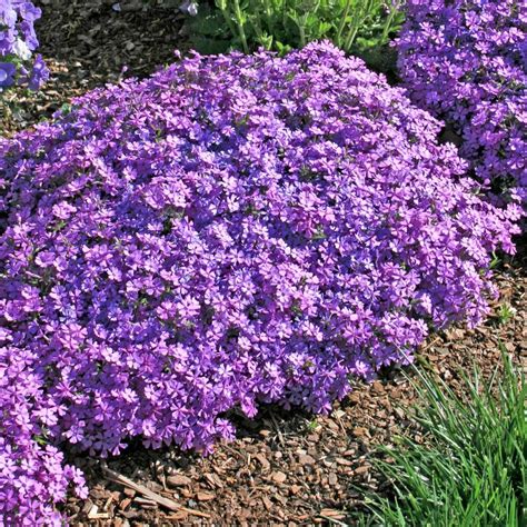 Phlox Subulata Purple Beauty Creeping Phlox From Sandys Plants