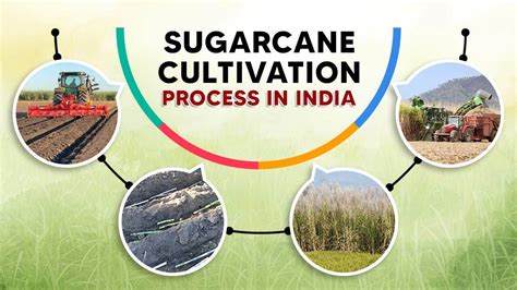Sugarcane Cultivation In India How To Cultivate Sugarcane