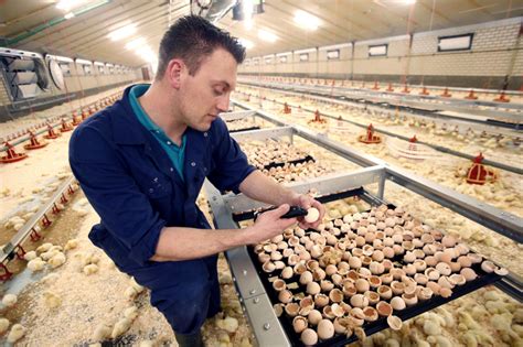 hatching of chicks on the broiler farm poultry world