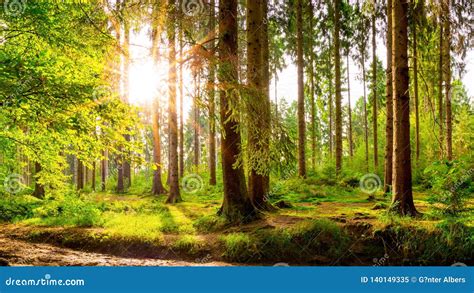 Wonderful Forest In Bright Sunlight Stock Image Image Of Clearing
