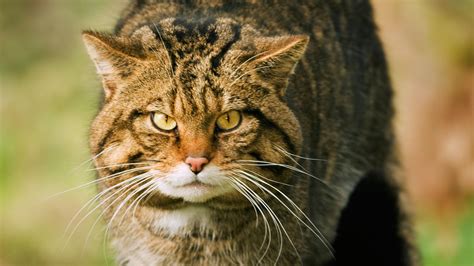 Scottish Wildcats ‘could Flourish South Of Border Scotland The Times