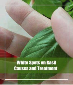 Ask a question forum→white speckles in basil plant leaves. How to Get Rid of White Spots on Basil Leaves Treatment