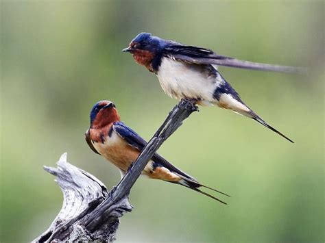 Barn Swallow Celebrate Urban Birds