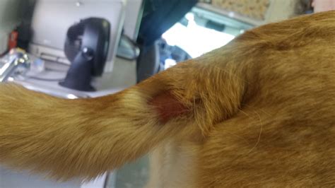 Flea Allergy Dermatitis Pup Chewed His Tail Overnight Allergies