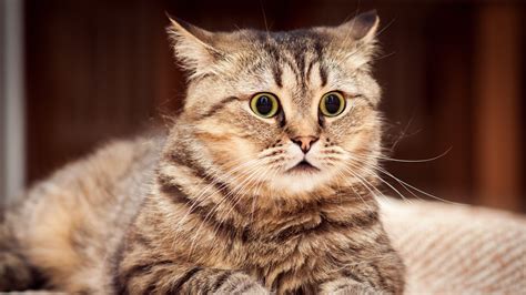 Cat Feline Animals Nature Face Eyes Closeup
