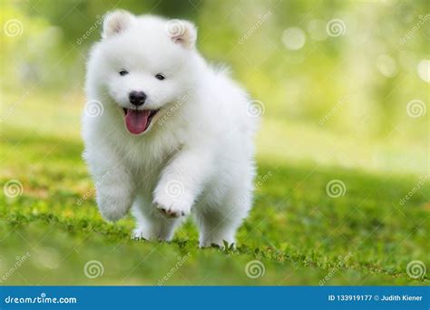 Samoyed Dog Full Grown