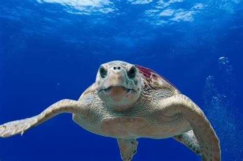 Περιβάλλον για όλους Οι θαλάσσιες χελώνες της Κύπρου και η ανάγκη προστασίας τους Kanali 6
