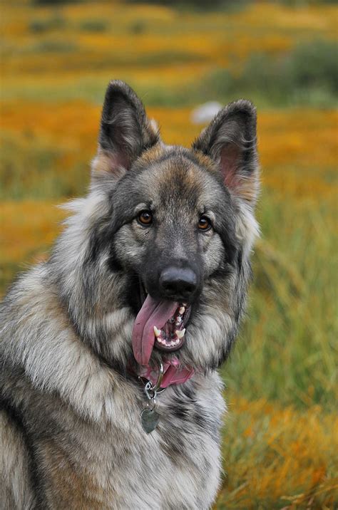 Excellent german shepherd breeder in miami, florida. Shiloh Shepherd: History, Facts, Personality, Temperament ...