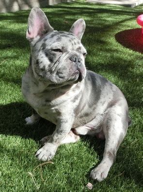 Merle french bulldog added 4 new photos to the album: French Bulldogs - LilyBelle Farms