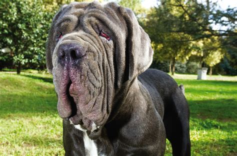 Mastino napoletano: un guardiano GIGANTE