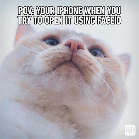 71 Hilarious Cat Memes You Will Laugh At Every Time Animal Zone