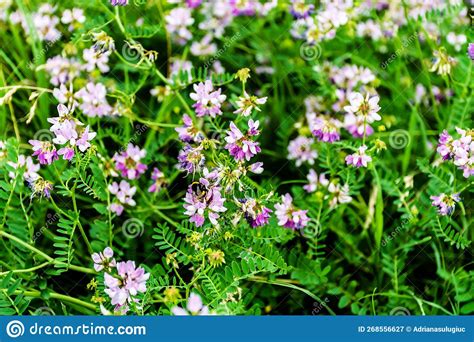 Securigera Varia Flower Stock Image Image Of Leaf Grass 268556627