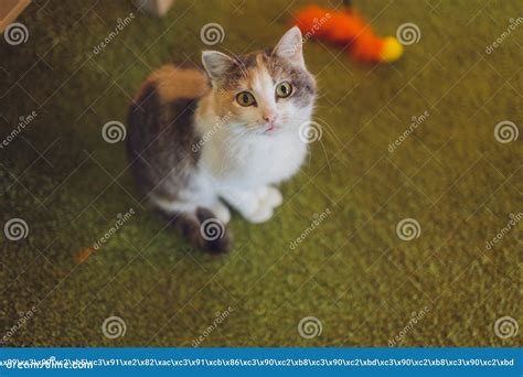 Adorable Tabby Cat Sitting On Kitchen Floor Staring At Camera Stock