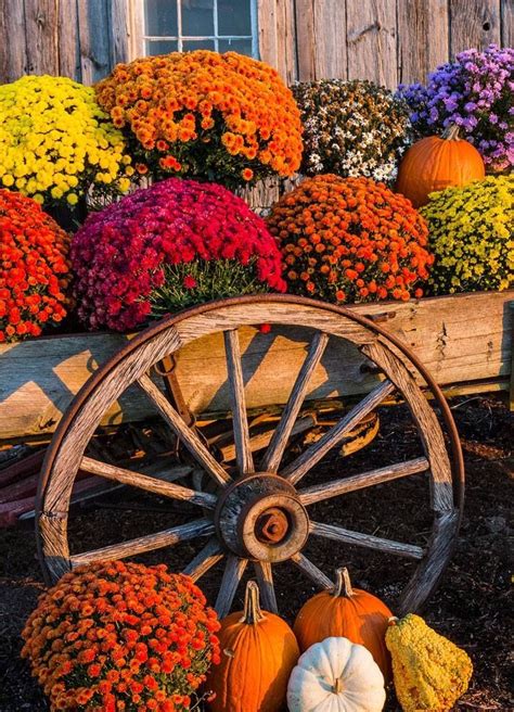 Fall Colors Fall Mums Autumn Flowering Plants Fall Flowers