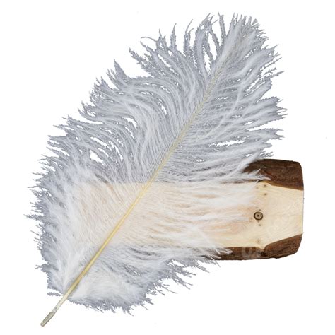 Ostrich Feather Clipart Image