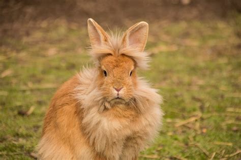 15 Most Popular Rabbit Breeds Complete Guide