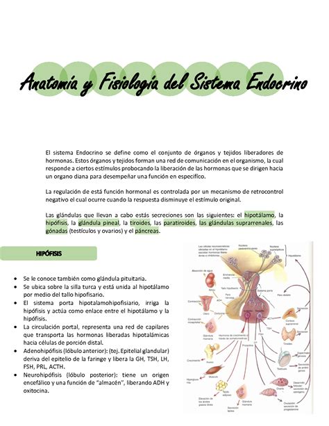 Anatomia Y Fisiologia De Las Glandulas The Best Porn Website