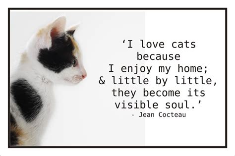 Quotes Love My Cat Quotesgram
