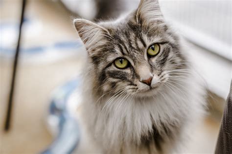 Here are some tidbits about cats and kittens to make them more lovable in your eyes! Flea Treatment for Cats and Kittens