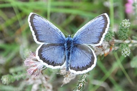 Silver Studded Blue Dorset Butterflies