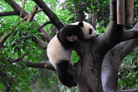 Panda Climbing On Tree Photo Free Bear Image On Unsplash