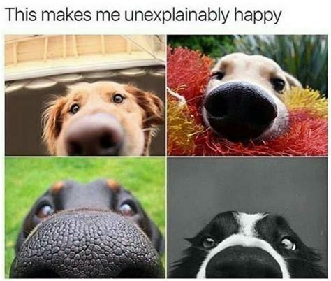 Doggo Nose For You Animals Funny Animals Funny Animal Memes Cute Dogs