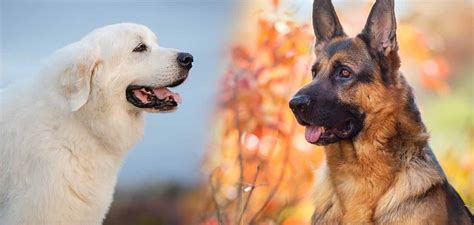 Maybe you would like to learn more about one of these? Great Pyrenees German Shepherd Mix - Guard Dog or Perfect Pet?