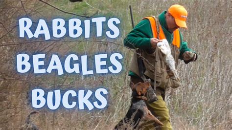 Rabbits Beagles Bucks Rabbit Hunting And Beagle Running Fun Youtube